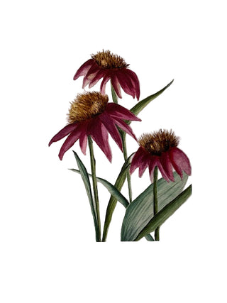 Terri Hall Print "Magenta Cone Flowers"