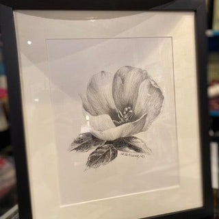 Hibiscus  Study By Clara Gutierrez