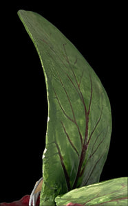 Mary Kirk Kelly Porcelain Beet