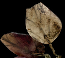 Load image into Gallery viewer, Alabaster Persimmon
