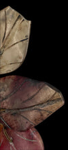 Load image into Gallery viewer, Alabaster Persimmon
