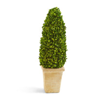 Load image into Gallery viewer, Hedges Lane Preserved Boxwood Cone Topiary in Planter
