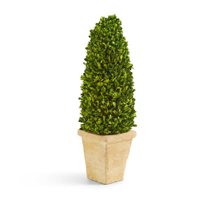 Hedges Lane Preserved Boxwood Cone Topiary in Planter