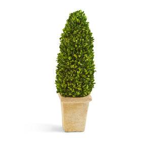 Hedges Lane Preserved Boxwood Cone Topiary in Planter