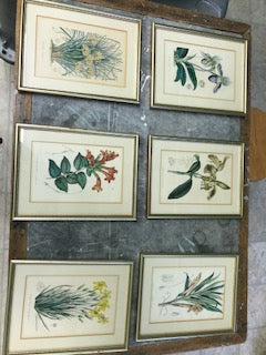 Set of Six Vintage Horto Van Houtteano Botanical Lithograph Prints