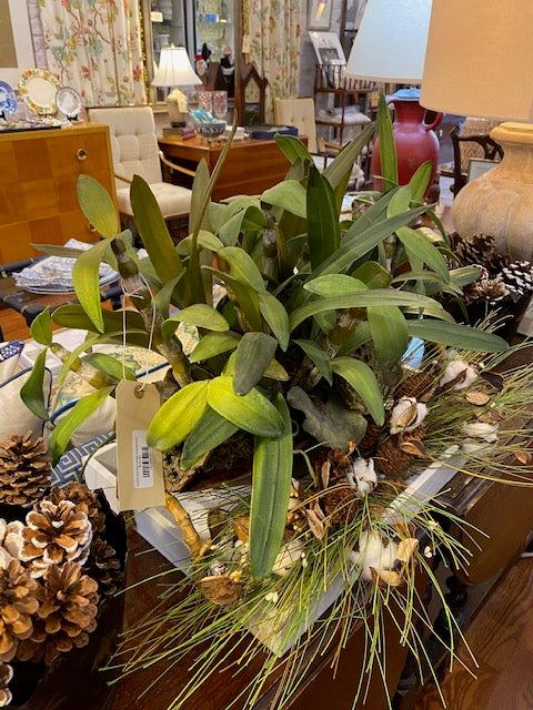Orchid and Pod Flower Arrangement